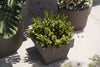 Studio Planters Vaso